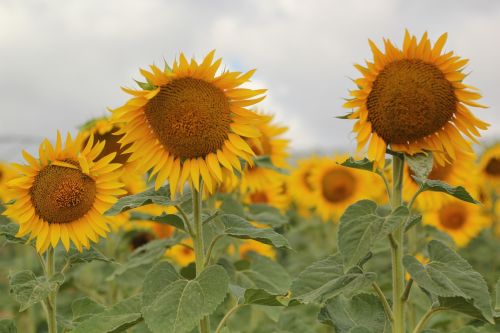 sunflowers flowers nature