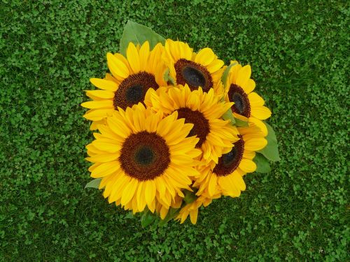 sunflowers bouquet yellow