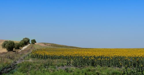 sunflowers field landscape