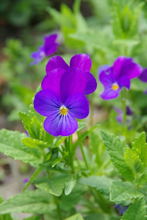 sunflowers violets purple