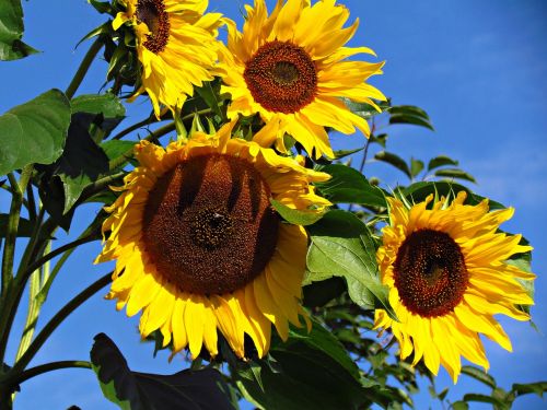 sunflowers field flower