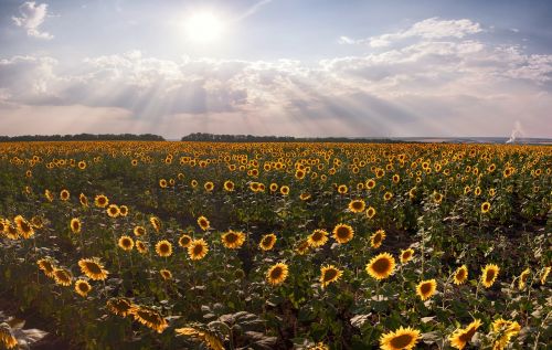 sunflowers landscape summer