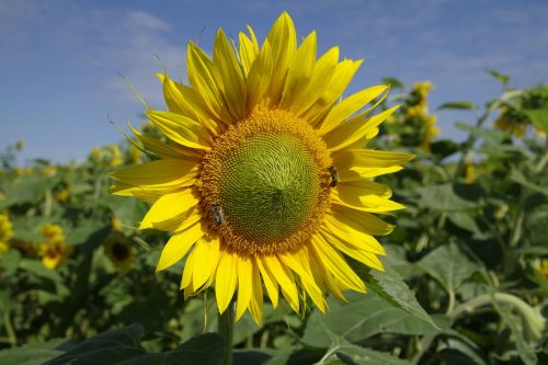 sunflowers field flower