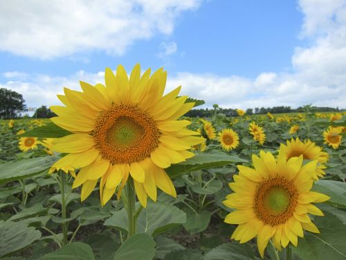 sunflowers sunflower field
