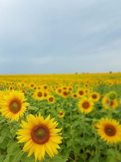 sunflowers nature summer