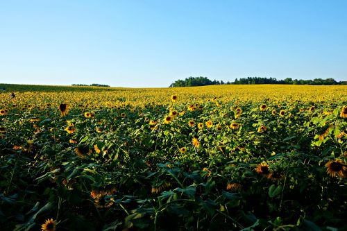 sunflowers flowers field