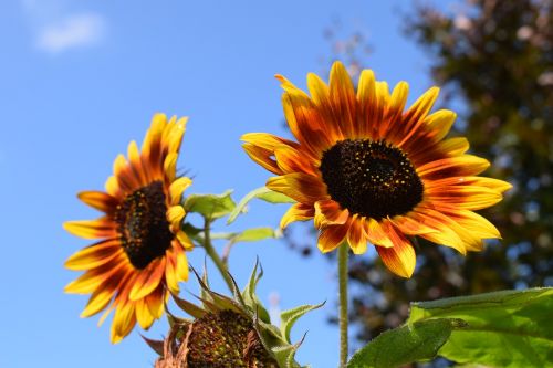 sunflowers blue sky summer