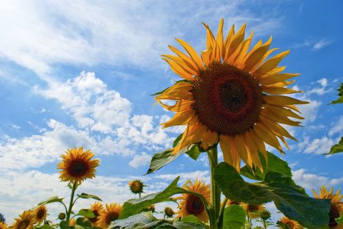 sunflowers blue sky sunflowers against a blue sky