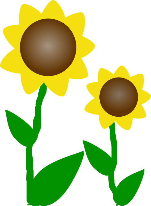 sunflowers sun flowers