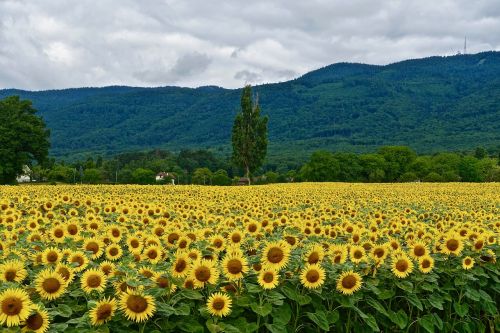 sunflowers nature field