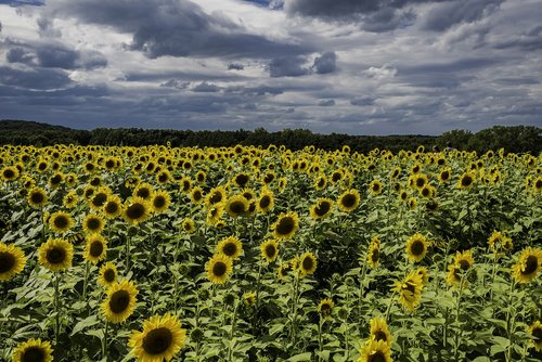 sunflowers  farm  sky