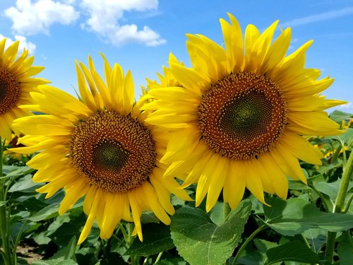 sunflowers  two sunflower  field