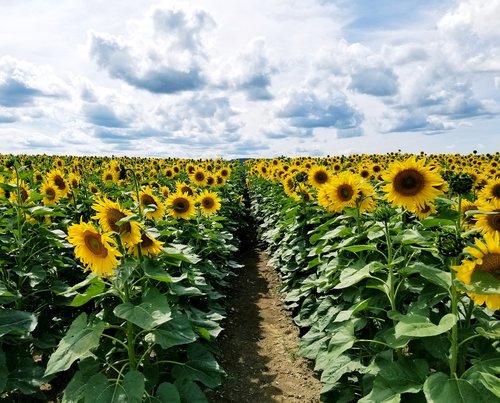 sunflowers  sunflower  field