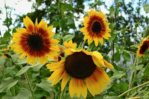 sunflowers  nature  flowers