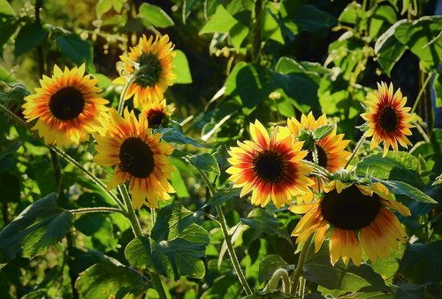 sunflowers  flowers  nature