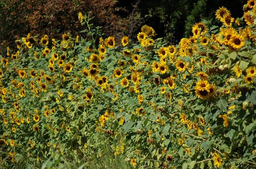sunflowers  bloom  growth