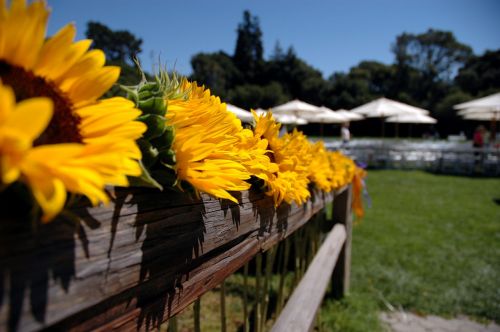 sunflowers fence flower pot