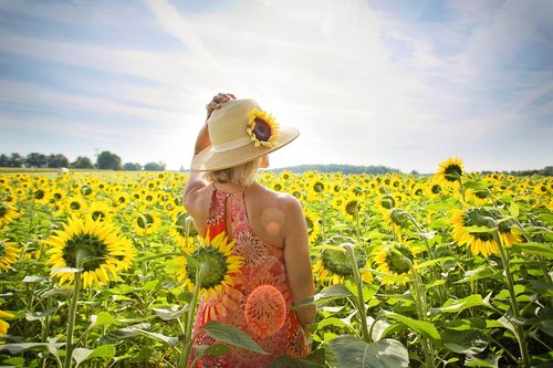 sunflowers  field  woman