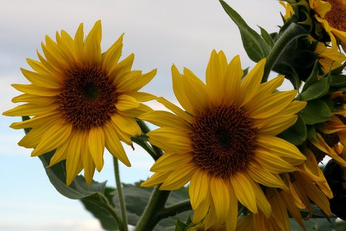 sunflowers  field  flower