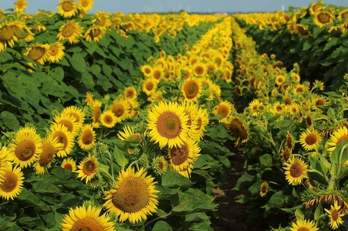 sunflowers  fields  flower