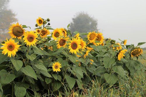 sunflowers  foggy morning  meadow