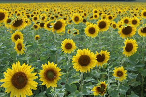 sunflowers  sunflower field  yellow