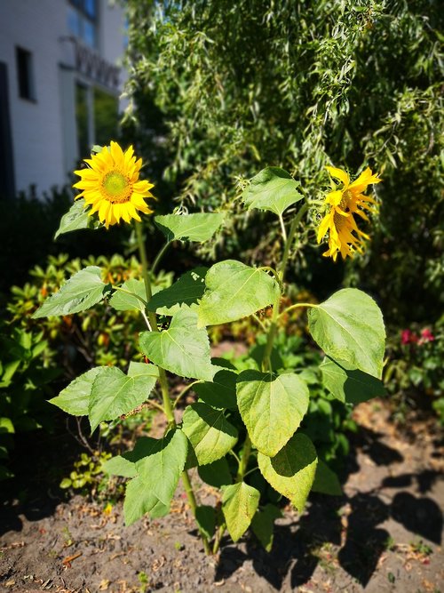 sunflowers  yellow  nature