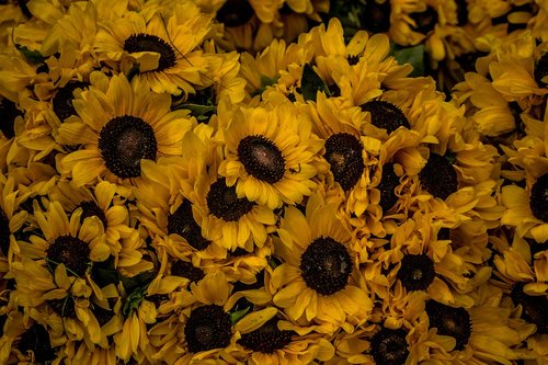 sunflowers  yellow  sunflower