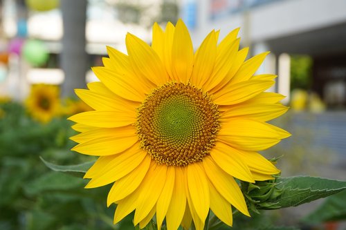 sunflowers  ho chi minh city  spring times