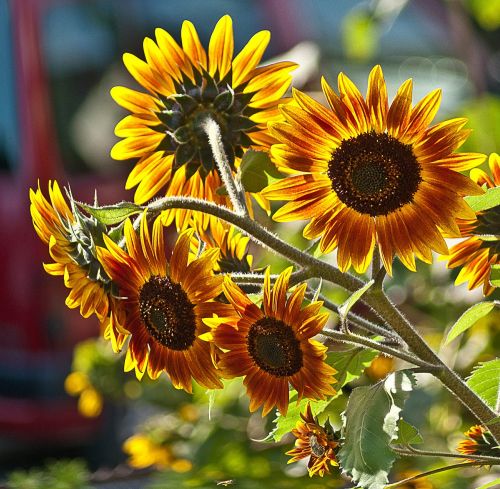 sunflowers a few flowers plant