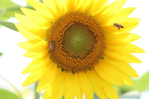 sunflowers  yellow  bees