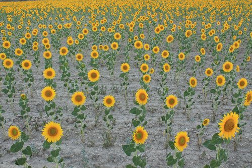 sunflowers  field  cultivation