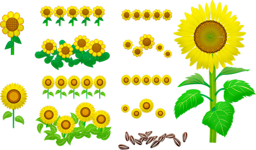 sunflowers  seeds  yellow