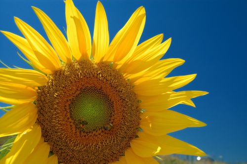 sunflowers flowers plant