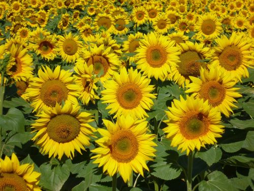 sunflowers nature summer