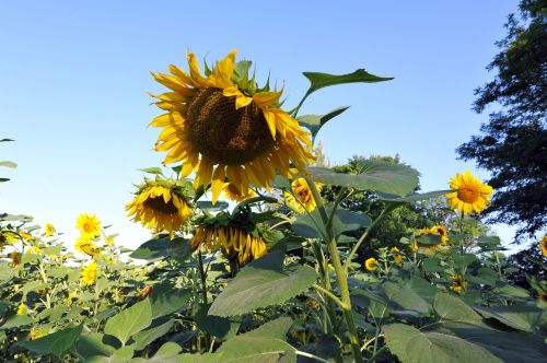 sunflowers huge flower yellow