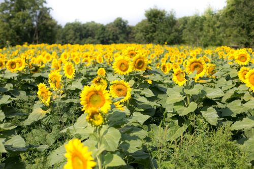 sunflowers field flowers