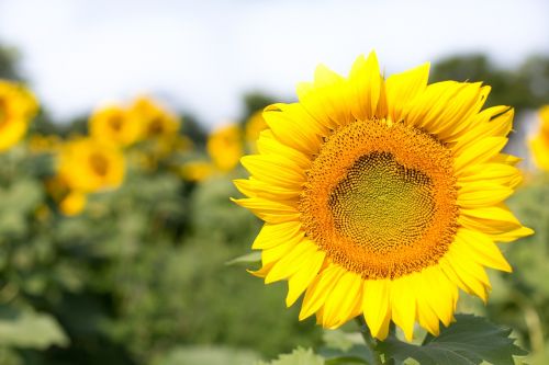 sunflowers bloom yellow