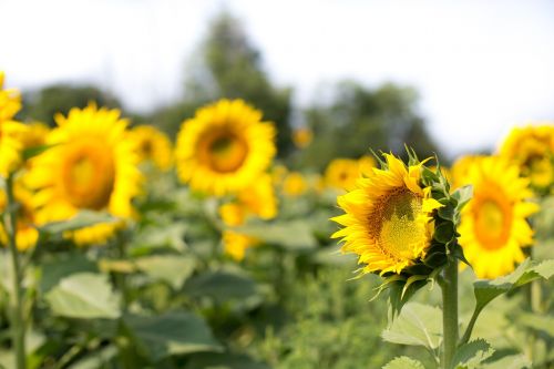 sunflowers field flowers