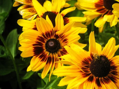 sunflowers flowers yellow