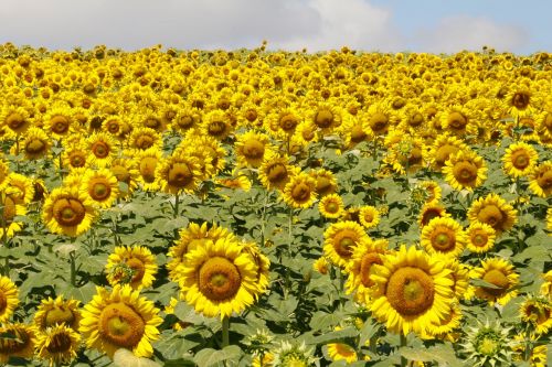 sunflowers flowers field