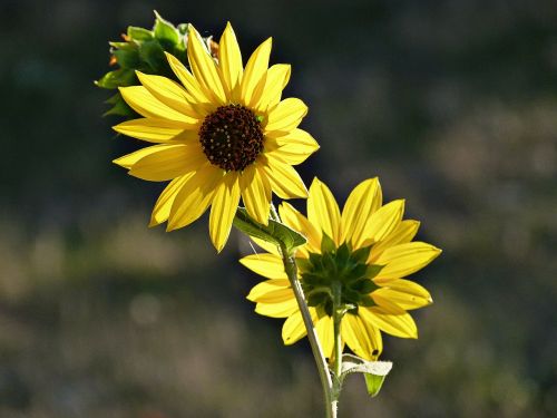 sunflowers yellow autumn