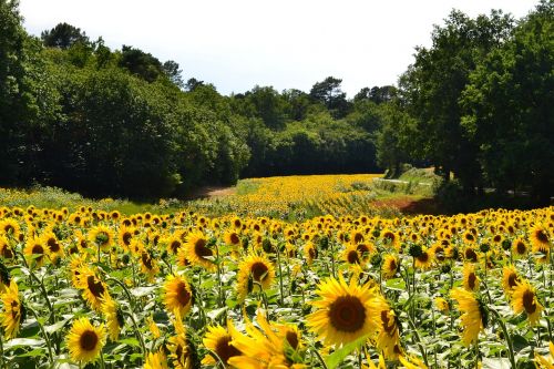 sunflowers sunflower field of sunflowers