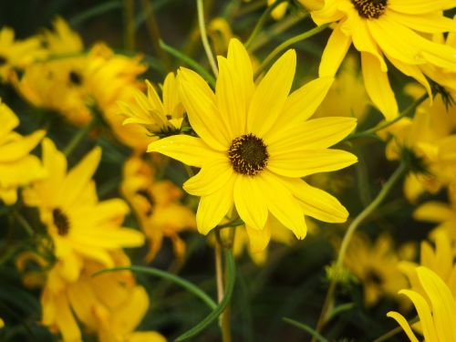 sunflowers plants yellow