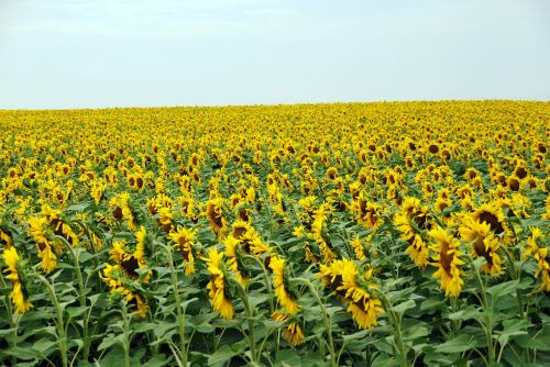 sunflowers field yellow