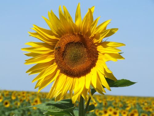 sunflowers france field