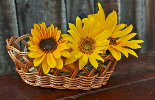 sunflowers flowers basket