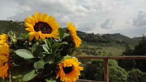 sunflowers yellow green