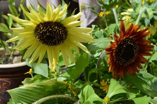 sunflowers garden sun flowers