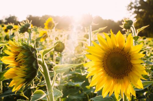 sunflowers yellow sunlight